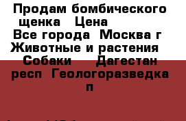 Продам бомбического щенка › Цена ­ 30 000 - Все города, Москва г. Животные и растения » Собаки   . Дагестан респ.,Геологоразведка п.